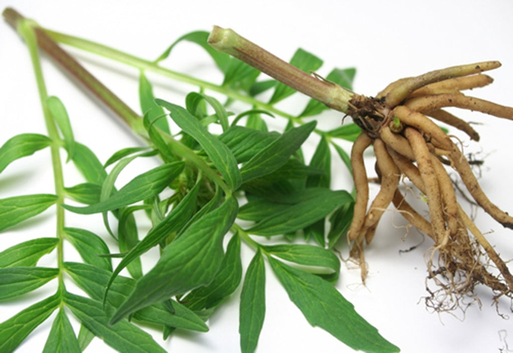 Valerian Root - Valeriana Wallichii Dried Loose Root C/S from Nature Tea